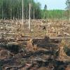 Российский лес вывозят в Китай: разбор на цифрах